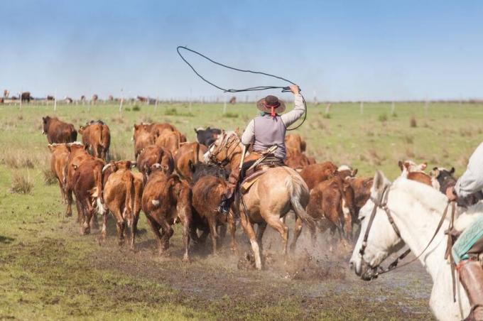 Evitar que se desmadre aumentan los casos del temible virus que afecta a los caballos y puede llegar hasta los humanos