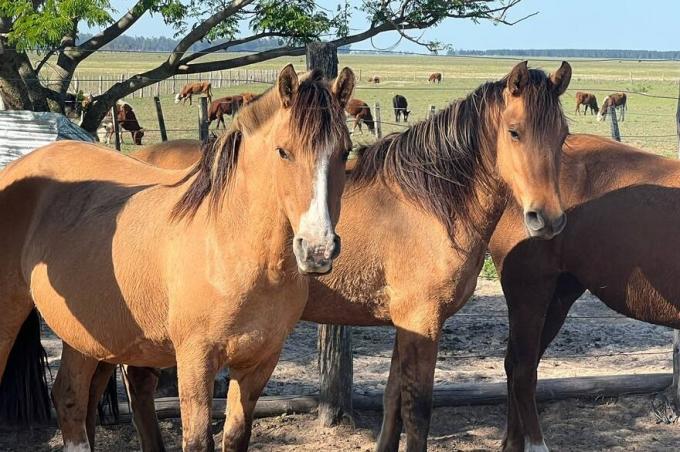 Angustia, desesperación por las vacunas y dolor por los caballos que se mueren por un peligroso virus