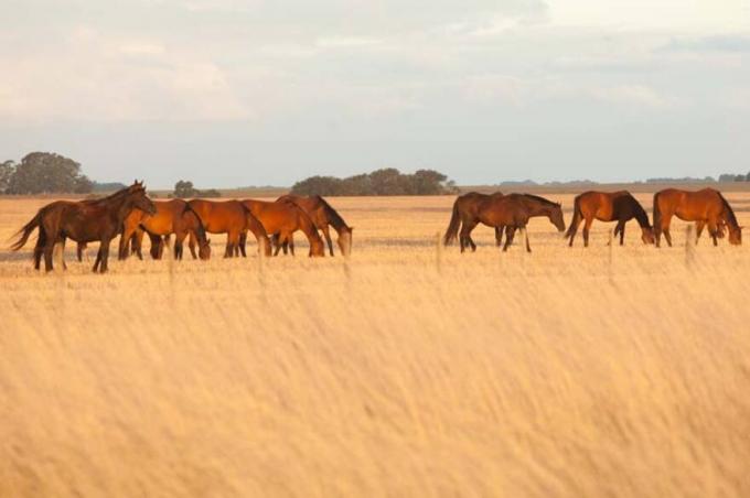 Encefalomielitis equina entregarán unas 300.000 vacunas en las próximas semanas