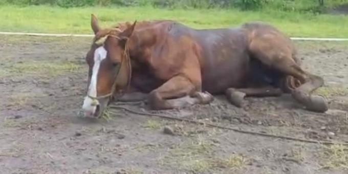 Córdoba y Buenos Aires. Se confirmaron dos nuevos brotes de encefalomielitis equina en Argentina