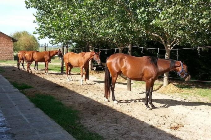 A cruzar los dedos y rezar que no te caiga avanza sin control el virus peligroso y mortal que ataca a los caballos