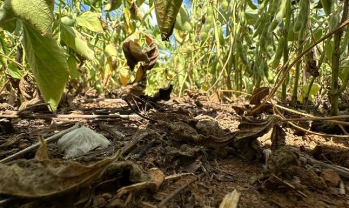 En Mato Grosso ya comienzan a ajustar a la baja las expectativas de cosecha de soja y maíz por los inconvenientes climáticos