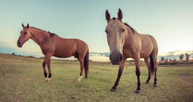 Encefalomielitis equina. Ocho provincias afectadas, 426 brotes positivos y 58 caballos muertos por la enfermedad