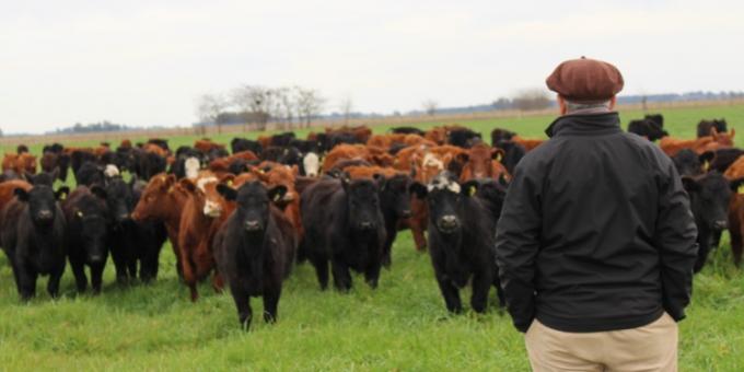 El récord argentino más triste. Cayó al mínimo histórico el poder de compra de carne vacuna por parte del salario