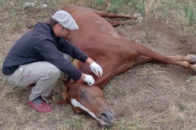 Muerte de caballos. Se llegará a un millón de vacunas y esperan bajar en 20 días el impacto del temible virus