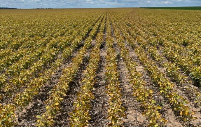 Vuelven a ajustar la proyección de la cosecha de soja en Mato Grosso y el ministro de Agricultura de Brasil afirma que la situación es muy preocupante