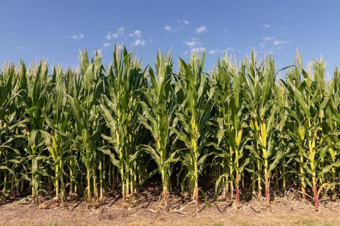 Maíz tardío: Conocer las enfermedades para priorizar las estrategias de manejo del cereal