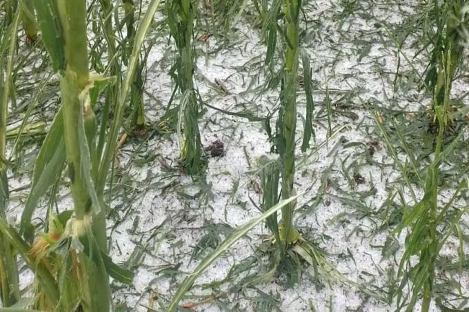 Era como si estuviese nevando. El granizo arrasó otra vez en el campo y golpeó más regiones