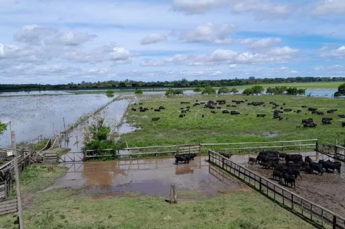 Estamos mal, sinceramente en el norte de Santa Fe la histórica inundación pone en jaque a los productores