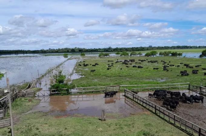 Estamos mal, sinceramente en el norte de Santa Fe la histórica inundación pone en jaque a los productores