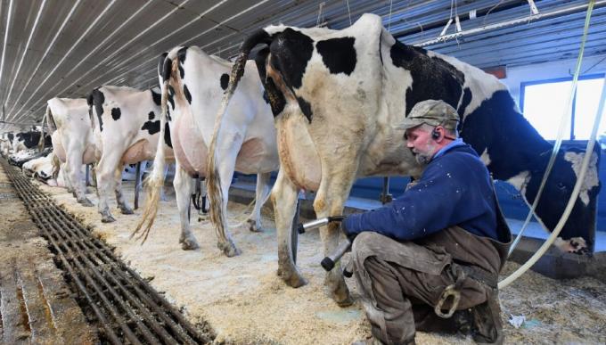 Una de cal y una de arena. La suspensión de las retenciones y la caída en la producción mejoraron un 30% el precio de la leche al productor