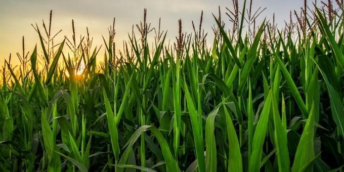 La zona núcleo se prepara para volver a ser el motor de la buena producción de los granos de verano