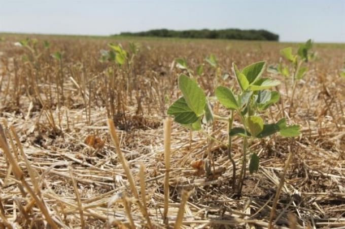 Coletazos de la sequía. Un estudio de Córdoba descubrió una caída en la calidad de la soja de esta campaña por los efectos del clima en 2023