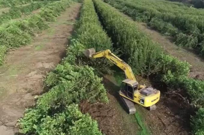 Crisis histórica Tucumán registra el desmonte de miles de hectáreas de plantaciones de limón