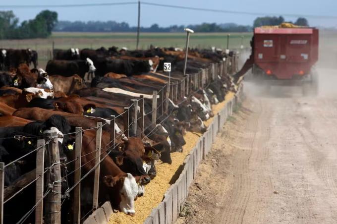 Presente complejo para los engordadores a corral, que pierden 51.662 pesos por cabeza