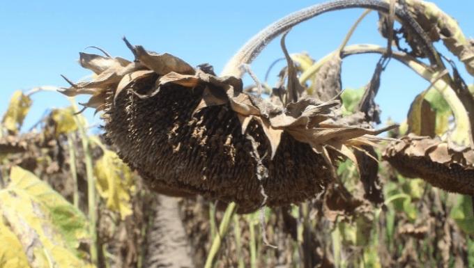 Un mapa para entender porqué el girasol es el único cultivo argentino que recibe una “bonificación” por flete