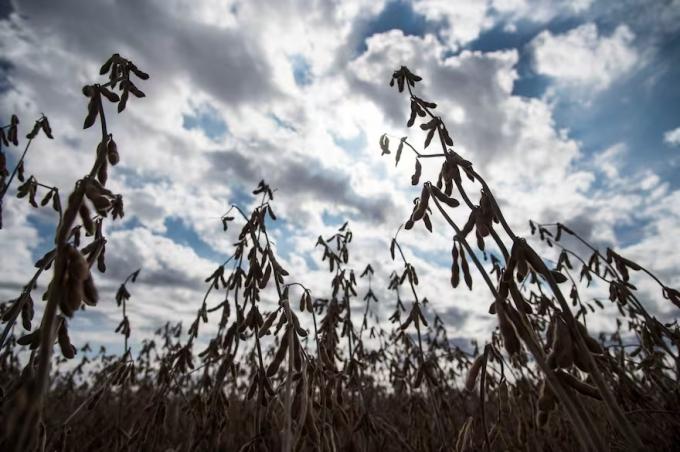 El precio de la soja marcó un nuevo mínimo en la Bolsa de Chicago desde noviembre de 2021