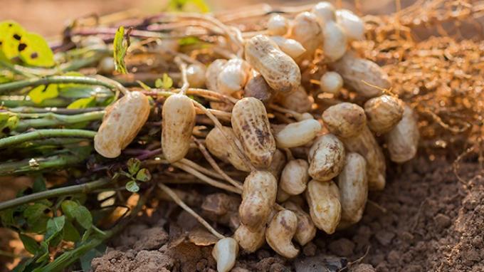 Maní en expansión. Estarías dispuesto a dejar que te rompan el suelo del campo a cambio de un negocio exitoso