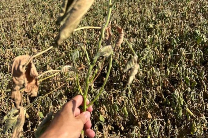 Acá no va a haber récord. El mensaje que dan los productores frente al deterioro de los cultivos por la falta de lluvias y el calor