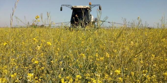 La semilla identificada de camelina y carinata deberá comenzar a mencionar el nombre del cultivar en el rótulo