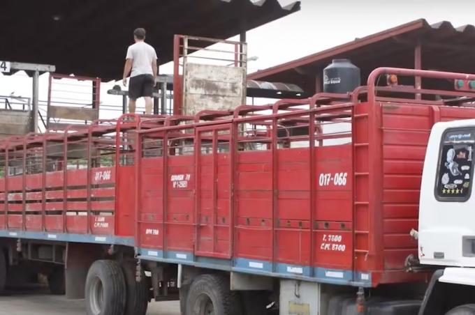 Bienestar animal cuáles son las medidas de prevención para minimizar efectos del estrés calórico en el traslado de ganado