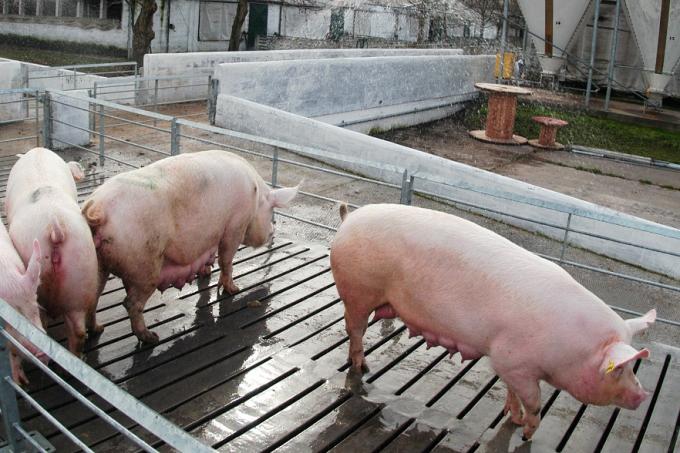 Avance en la sanidad porcina argentina. Se autoriza la vacuna Myosphere