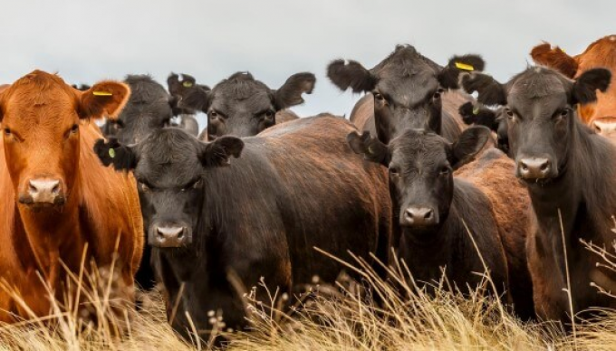 Inflación y precios prevén un leve reacomodamiento de valores de la carne vacuna en el mostrador para febrero