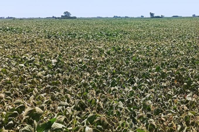 El combo que golpea al campo falta de lluvias, dudas por el tipo de cambio y caída de precios internacionales