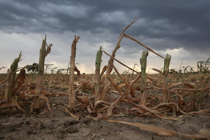 Cultivos tras días de seca extrema, cambia el mapa de lluvias en una zona clave del campo