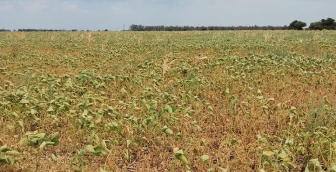 Casi cuatro de cada diez hectáreas de soja en la Argentina presentan una condición hídrica regular a mala