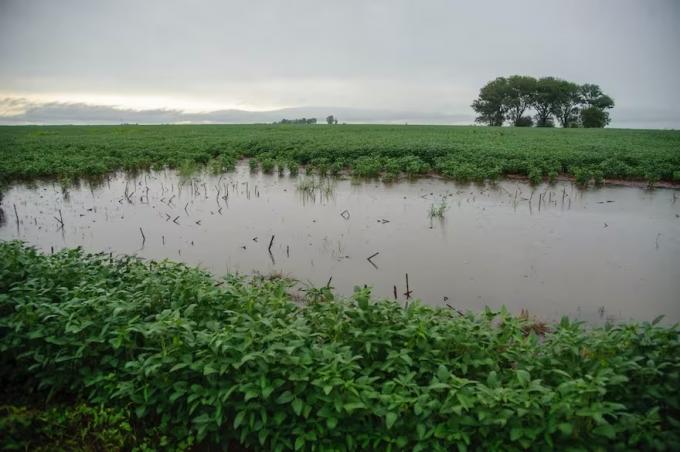 Momento decisivo las lluvias evitaron un nocaut en la cosecha, pero igual habrá fuertes daños