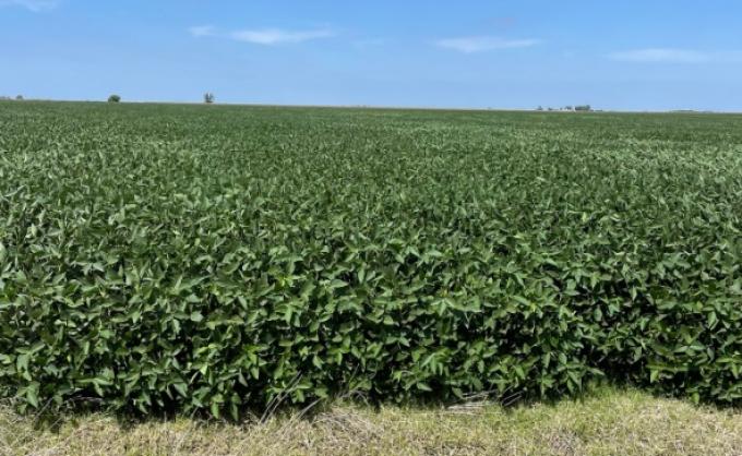 Una cifra muy digna Argentina, según la Bolsa de Comercio de Rosario, aún está en carrera para cosechar 49,5 millones de toneladas de soja