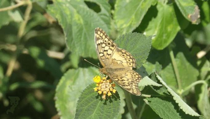 Agricultura y ambiente avanza un estudio sobre la biodiversidad en campos de la región pampeana