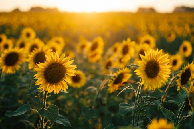 Se advierten señales comerciales positivas para el mercado argentino de girasol