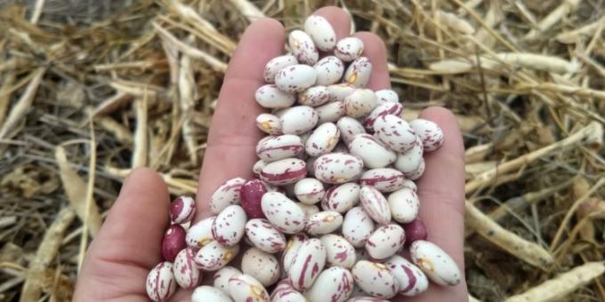 Las legumbres están en un buen momento de precios. Sólo falta que el clima acompañe