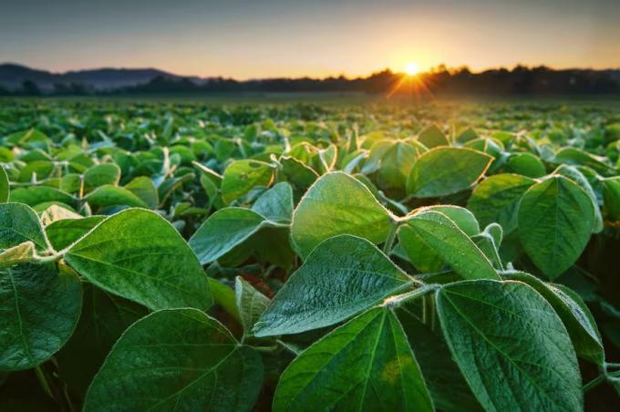 Deforestación presentaron en el país un proyecto de cooperación de la Unión Europea para facilitar la llegada de la soja a ese mercado