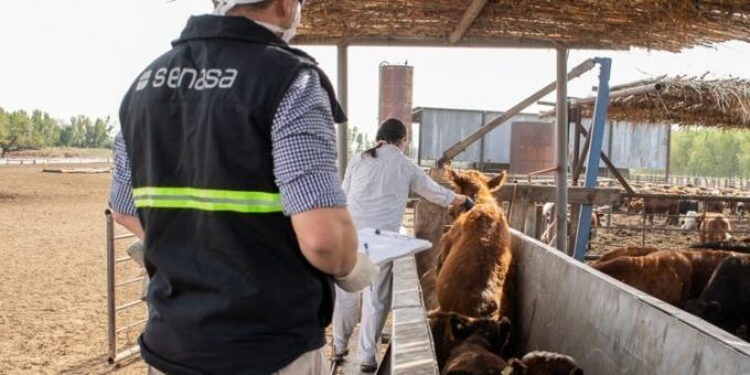 Diputados reclaman que el Senasa habilite las importaciones de vacuna contra la aftosa, para bajar los precios y “terminar con los kioscos”