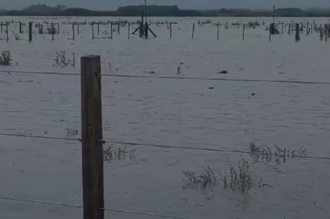 Lluvias arrasadoras. Se viven momentos de desesperación en los campos inundados en el sur de Santa Fe