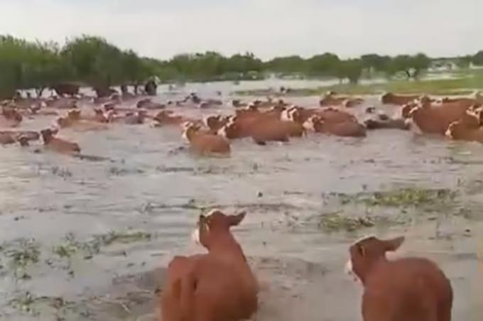 Productores en peligro alertan que las inundaciones causarán graves daños en el sur de Santa Fe