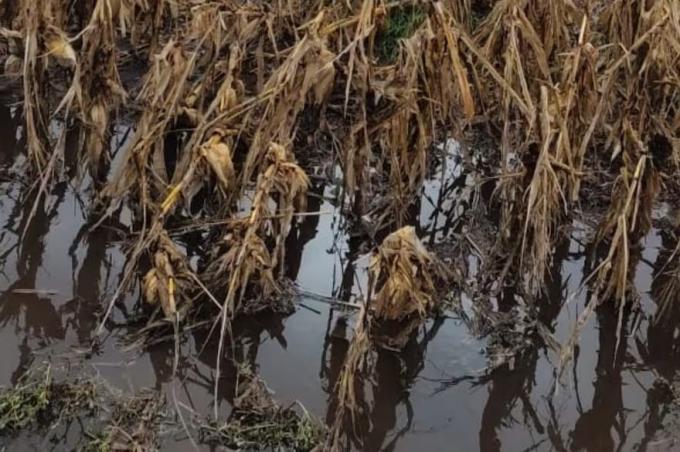 Final complicado la campaña de granos gruesos enfrenta el desafío del clima y el alto costo del flete
