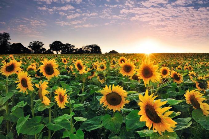 Reducen en 200 mil/tn la estimación de cosecha de girasol