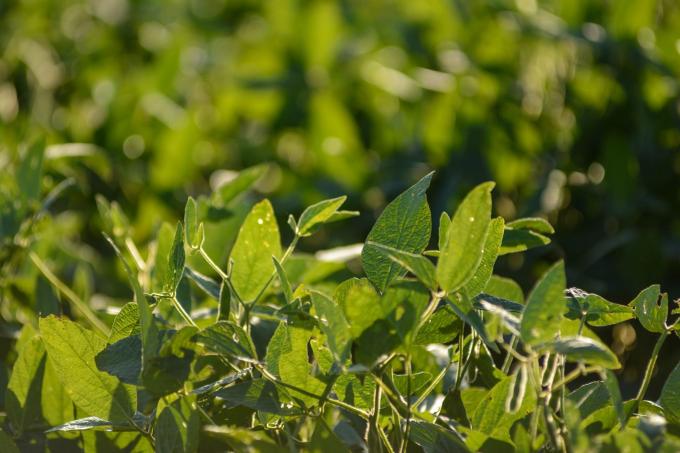 Los cutivos de soja atraviesan el período crítico de crecimiento en buenas condiciones