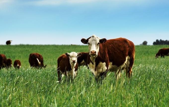 El stock bovino nacional cayó 2,7%, consecuencia de la sequía
