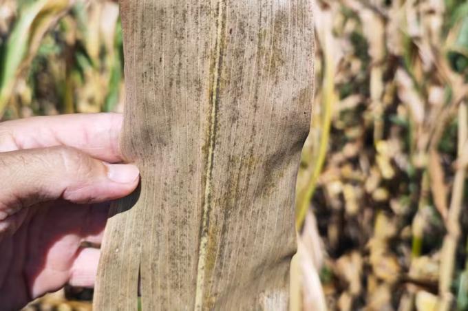 Cómo se vive el ataque de chicharrita en la capital nacional del maíz