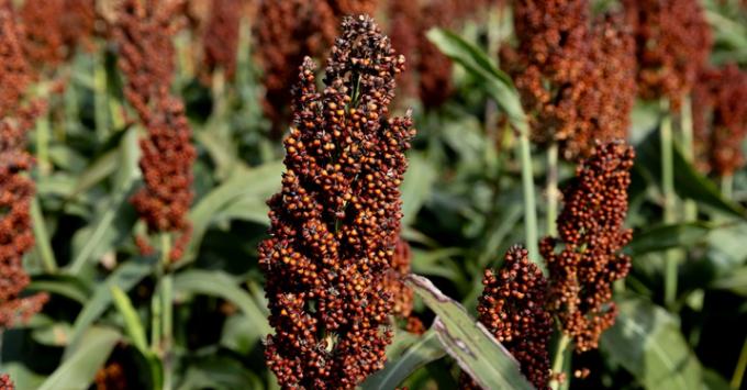 La semana que viene comienzan a cotizar futuros de Sorgo Rosario Mayo y Julio 2024 en el Matba Rofex