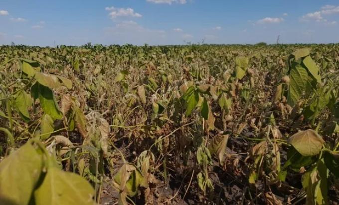 Así estamos. La mayor parte de las empresas agrícolas brasileñas este año perderán dinero con la soja