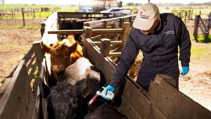 Un laboratorio pidió que le autoricen a importar vacunas antiaftosa