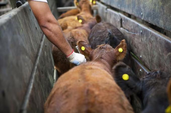 Precios adecuados elogios a la decisión del Gobierno para que se importe la vacuna contra la aftosa