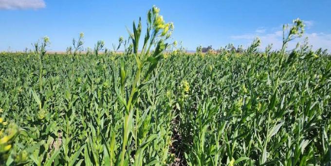 Cuáles son las condiciones comerciales que ofrece Bunge para producir camelina en la campaña 2024/25