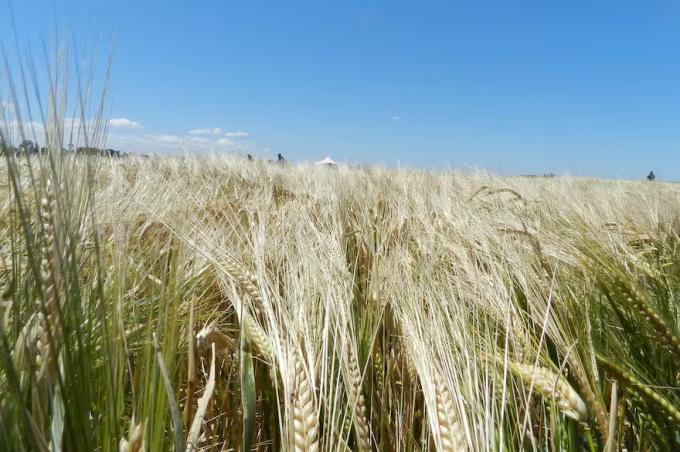 La cebada con ventajas sobre el trigo en la campaña 2024/25